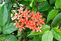 * Nomination Ixora coccinea --Vengolis 06:39, 27 July 2015 (UTC) * Promotion Good quality. --Johann Jaritz 13:38, 27 July 2015 (UTC)