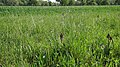 Orchis purpurea Germany - Rheinwald bei Forchheim (Baden)