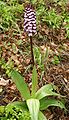 Orchis purpurea