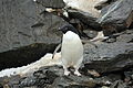 Coronation Island, South Orkney, Antarctica