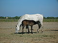 English: This foal is now bay, but it will grey out later and ist coat will be white later, as all Camarques are greys Deutsch: Da alle Camarque-Pferde Schimmel sind, wird aus dieses braune Fohlen später weiß werden