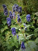 Aconitum paniculatum