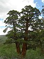 Juniperus occidentalis var. australis, eastern Sierra Nevada, Rock Creek Canyon, California.