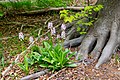 Orchis purpurea