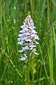 "Orchis_03.JPG" by User:Famberhorst