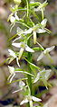 Platanthera bifolia