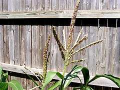 Sweet corn flowers