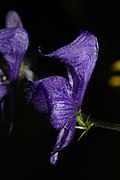 Aconitum columbianum