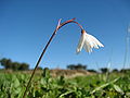 Acis autumnalis