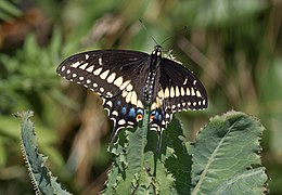 Eastern black swallowtail