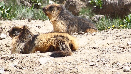 Golden Marmot