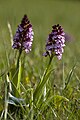 Orchis purpurea Germany - Bad Münstereifel