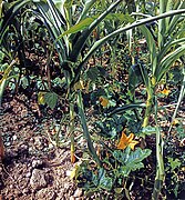 Intercropping with other plant species