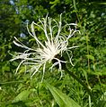 Centaurea montana Germany - Schwäbisch-Fränkische Waldberge