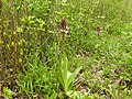 Orchis purpurea Germany - Rheinwald bei Karlsruhe