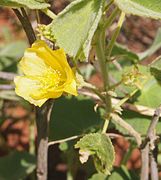 Abutilon otocarpum