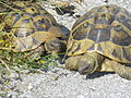 Turtles (May)