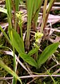 Liparis loeselii plant France - Lorraine