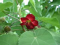 Abutilon menziesii