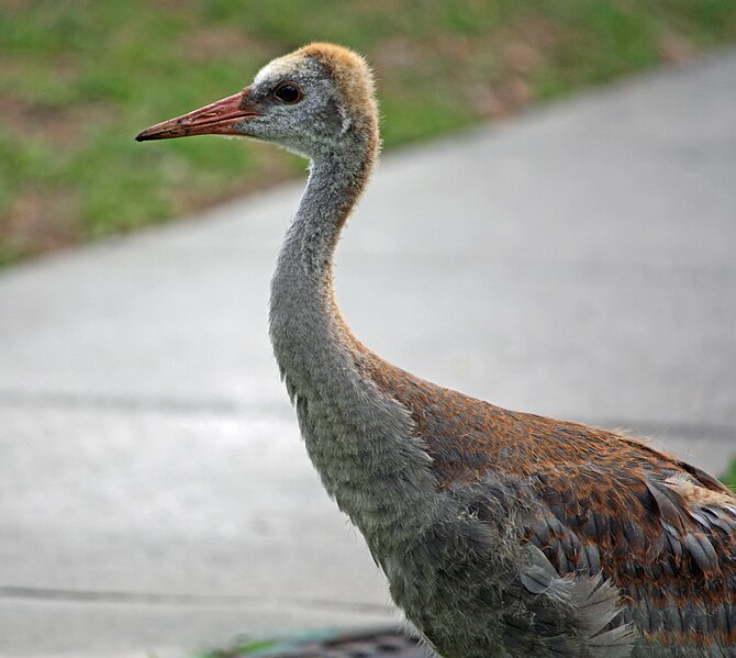 File:Florida Sandhill Crane juvenile.jpg