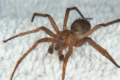 Tegenaria agrestis (male)