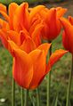 Tulipa 'Ballerina'