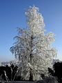 Frosted Tree