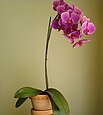 Orchid