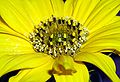 * Nomination (educational) Detail of Helianthus annuus by User:Vdegroot * Decline The raised petal lower right of centre distracts too much at sizes above thumb, other than that very nice detail Gnangarra 14:52, 13 July 2006 (UTC)