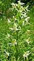 Platanthera bifolia Germany - Beckingen