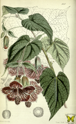 Abutilon insigne