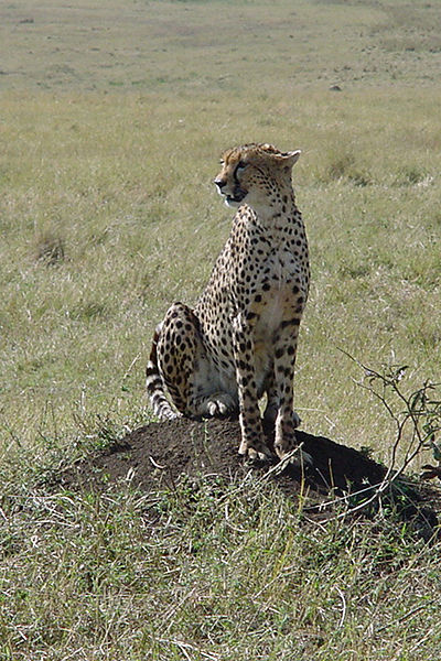 File:Cheetah genetic diversity.jpg