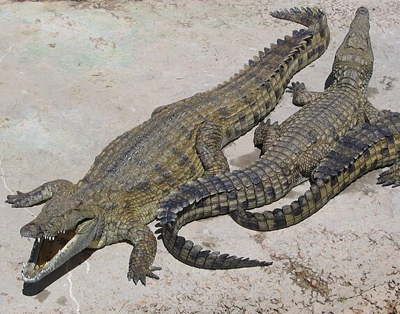 Crocodylus niloticus - amazing predator