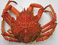 Normaund: Eune pihangne (bouoillie) English: A Spider crab (boiled)