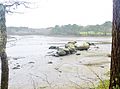 Rochers situés à la confluence entre l'Anse de Poulguin et la ria de l'Aven (à marée basse)