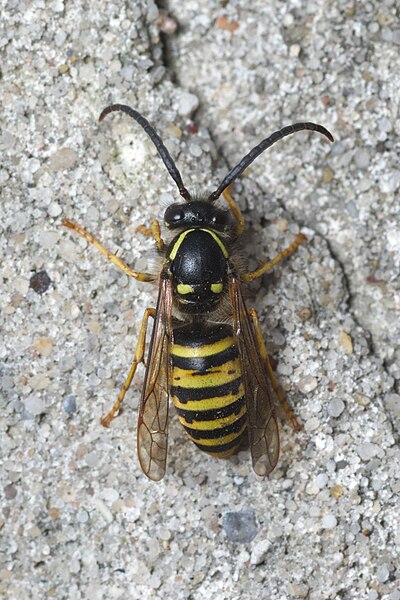 File:Dolichovespula saxonica male Bytom.jpg