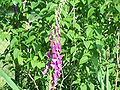 Digitalis purpurea