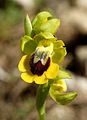 Ophrys lutea Spain - Mallorca