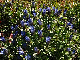 Mountain Bog Gentian