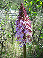 Orchis purpurea Thuringia, Germany