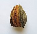 Whole nut with fleshy cover