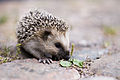 * Nomination Young European hedgehog (Erinaceus europaeus) --Keqs 21:29, 17 July 2006 (UTC) * Promotion Nice subject, good picture (i particularly like the color palette)CyrilB 21:40, 17 July 2006 (UTC)