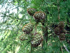 European Larch Cones Larix decidua