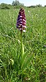 Orchis purpurea Germany - Rheinwald bei Forchheim (Baden)