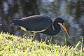 Adult Tricolored Heron at Shark Valley