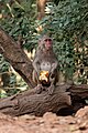 Image 39Macaca mulatta eating a Citrus