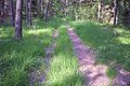 Path in the forest Droga leśna