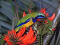 Orange bellied leafbird