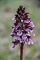 Orchis purpurea France - La Repentance