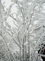 Rime ice Szczeliniec Wielki, Poland